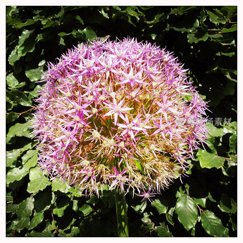 Allium 'Beau Regard'花